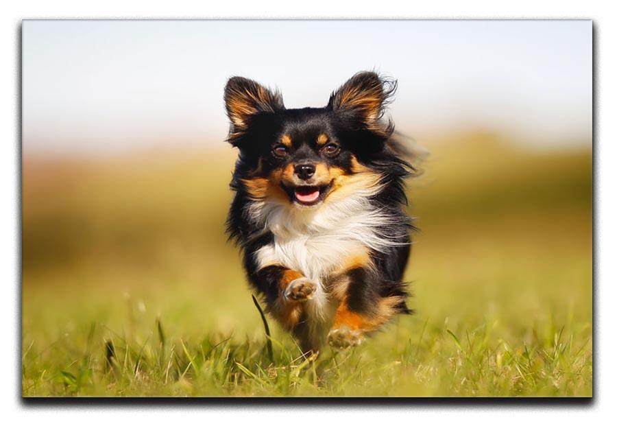 Chihuahua dog running towards the camera in a grass field Canvas Print or Poster - Canvas Art Rocks - 1