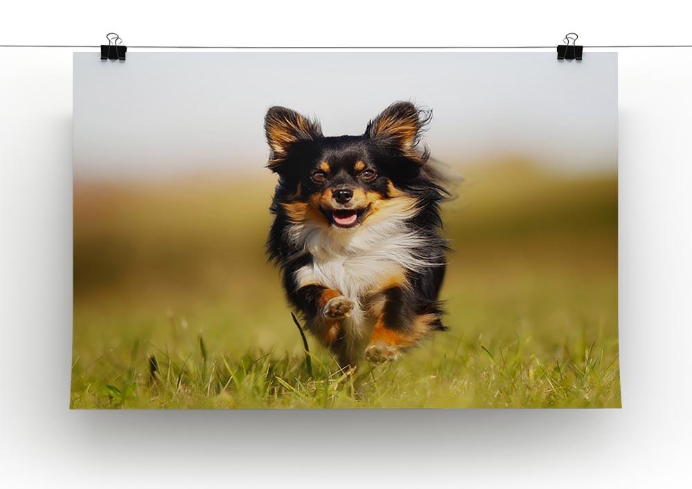 Chihuahua dog running towards the camera in a grass field Canvas Print or Poster - Canvas Art Rocks - 2