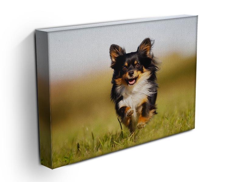 Chihuahua dog running towards the camera in a grass field Canvas Print or Poster - Canvas Art Rocks - 3