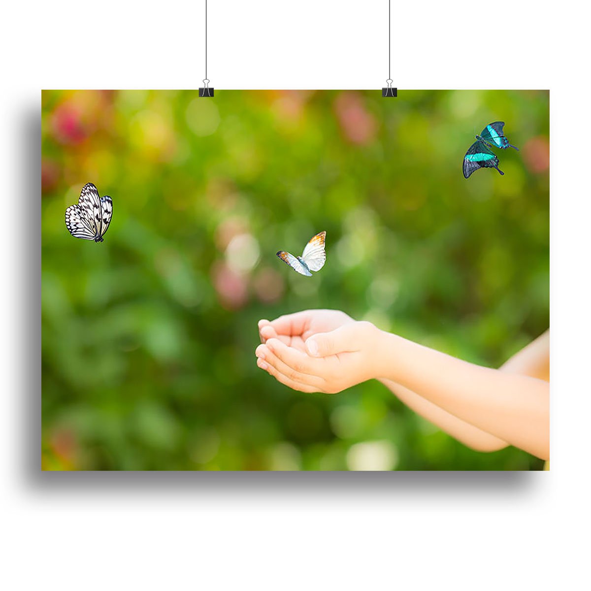Children hands and flying butterfly Canvas Print or Poster