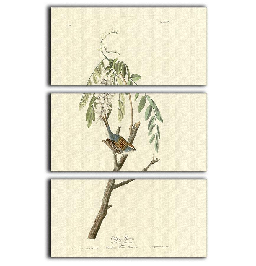 Chipping Sparrow by Audubon 3 Split Panel Canvas Print - Canvas Art Rocks - 1