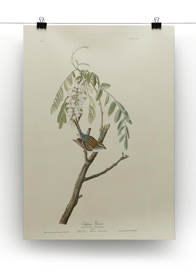 Chipping Sparrow by Audubon Canvas Print or Poster - Canvas Art Rocks - 2