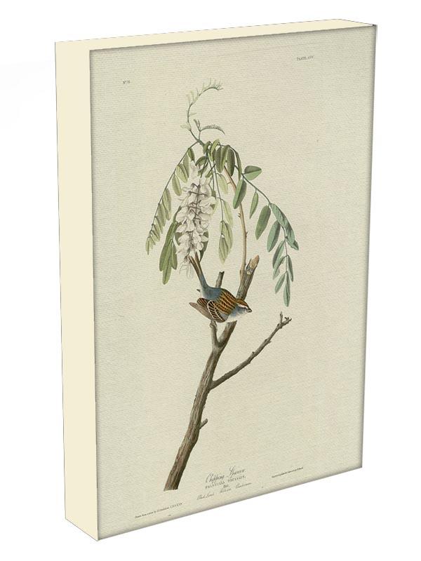 Chipping Sparrow by Audubon Canvas Print or Poster - Canvas Art Rocks - 3