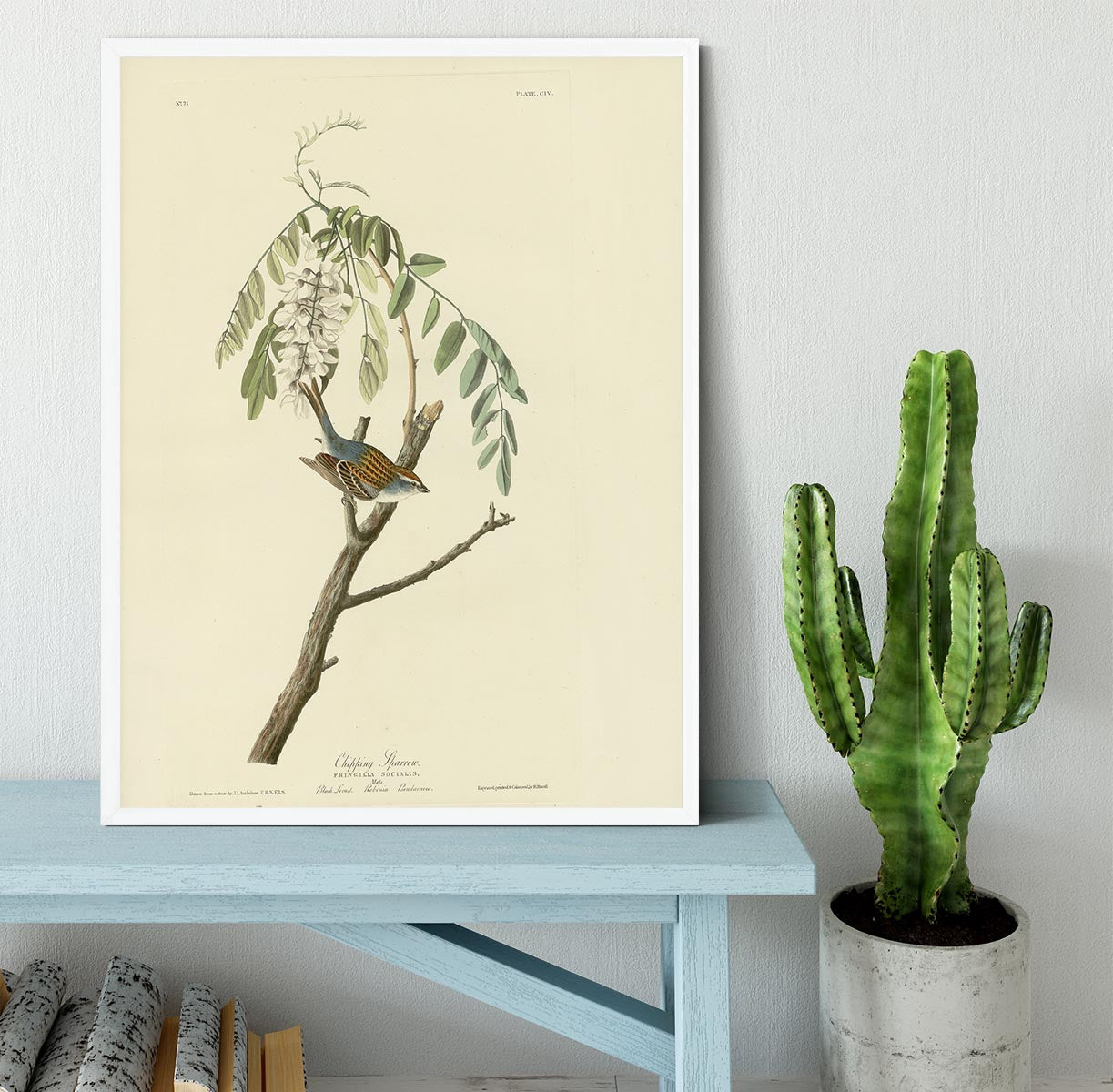 Chipping Sparrow by Audubon Framed Print - Canvas Art Rocks -6