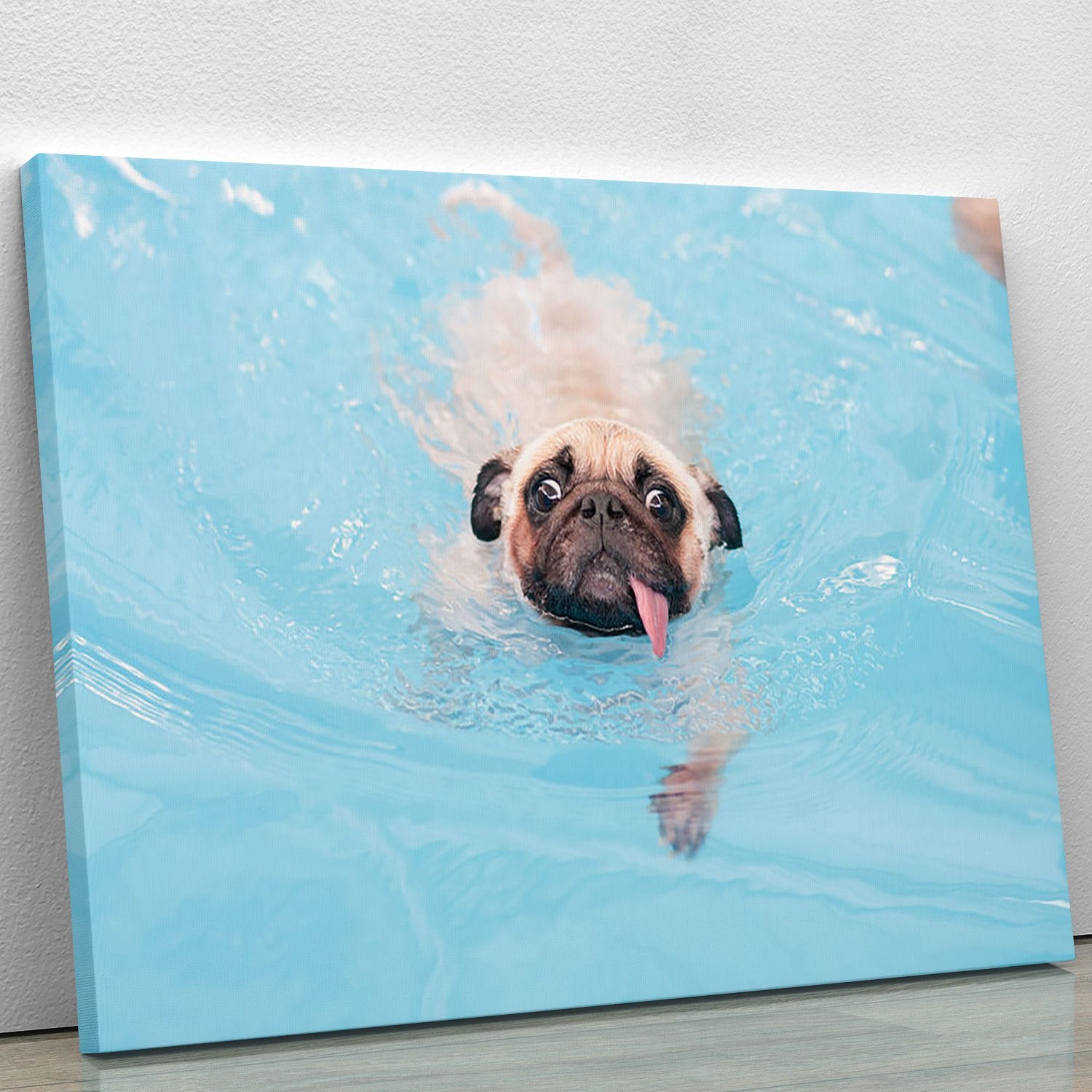 Close-up a cute dog puppy Pug Canvas Print or Poster