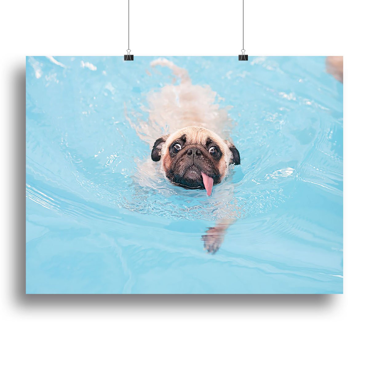 Close-up a cute dog puppy Pug Canvas Print or Poster