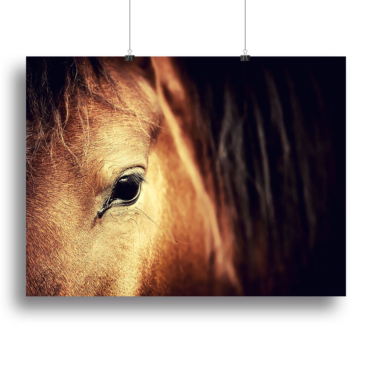 Close-up eye of Arabian bay horse on dark Canvas Print or Poster