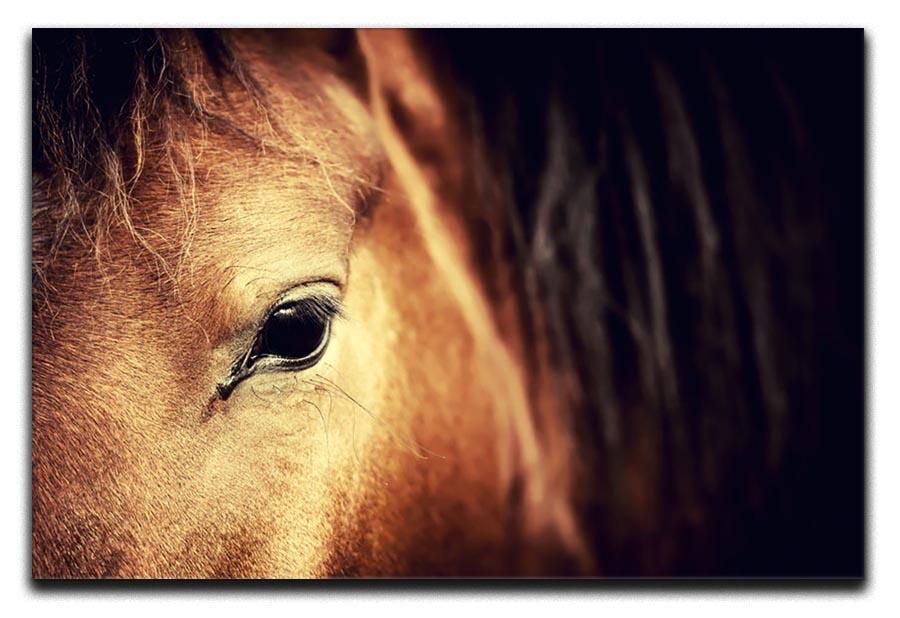 Close-up eye of Arabian bay horse on dark Canvas Print or Poster - Canvas Art Rocks - 1
