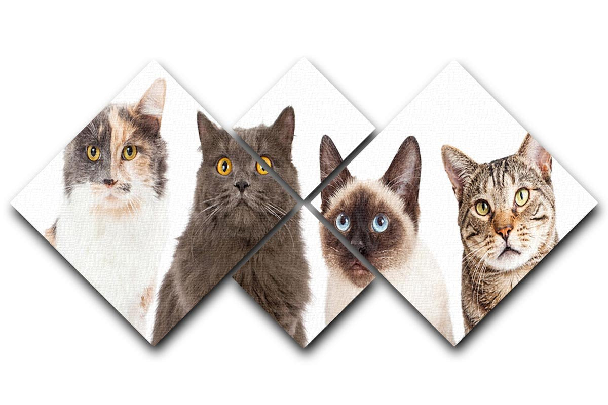 Close-up image of four different breed cats looking forward at the camera 4 Square Multi Panel Canvas - Canvas Art Rocks - 1