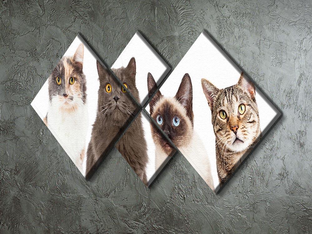 Close-up image of four different breed cats looking forward at the camera 4 Square Multi Panel Canvas - Canvas Art Rocks - 2