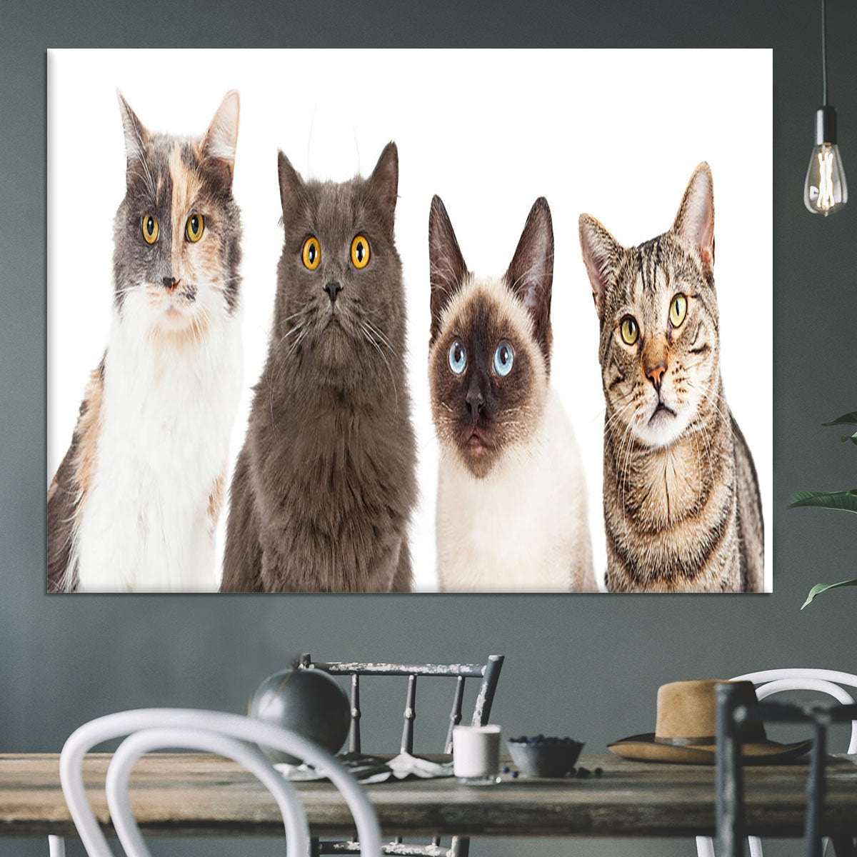 Close-up image of four different breed cats looking forward at the camera Canvas Print or Poster