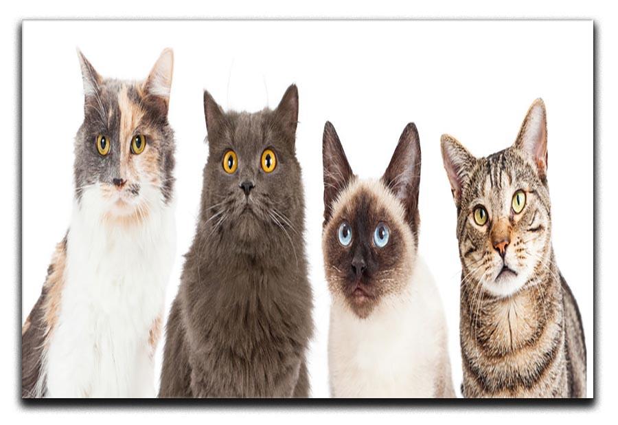 Close-up image of four different breed cats looking forward at the camera Canvas Print or Poster - Canvas Art Rocks - 1