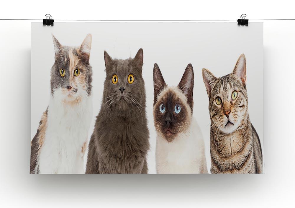 Close-up image of four different breed cats looking forward at the camera Canvas Print or Poster - Canvas Art Rocks - 2