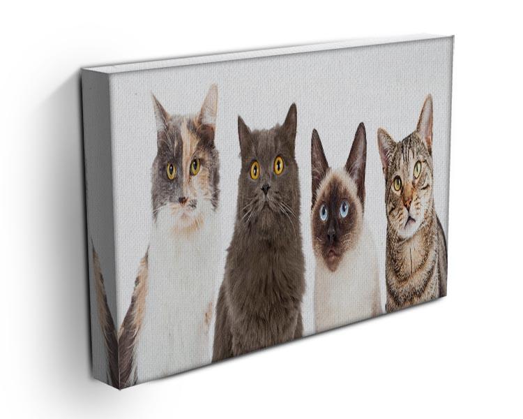 Close-up image of four different breed cats looking forward at the camera Canvas Print or Poster - Canvas Art Rocks - 3