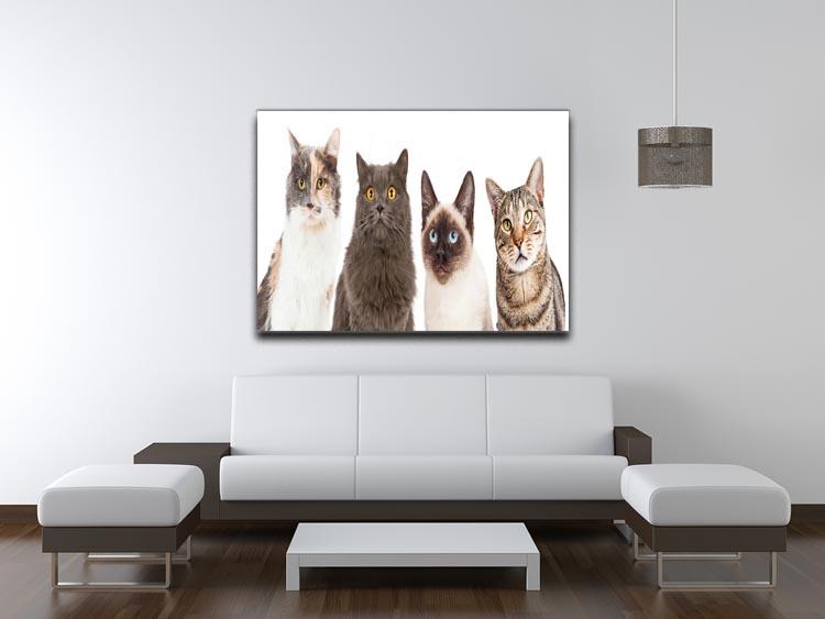 Close-up image of four different breed cats looking forward at the camera Canvas Print or Poster - Canvas Art Rocks - 4