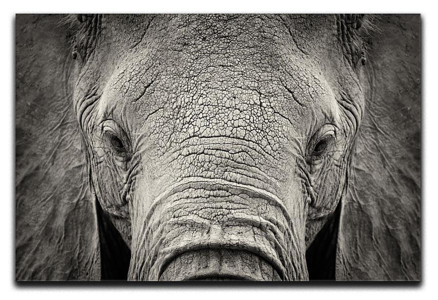 Close-up of African Elephant Canvas Print or Poster - Canvas Art Rocks - 1