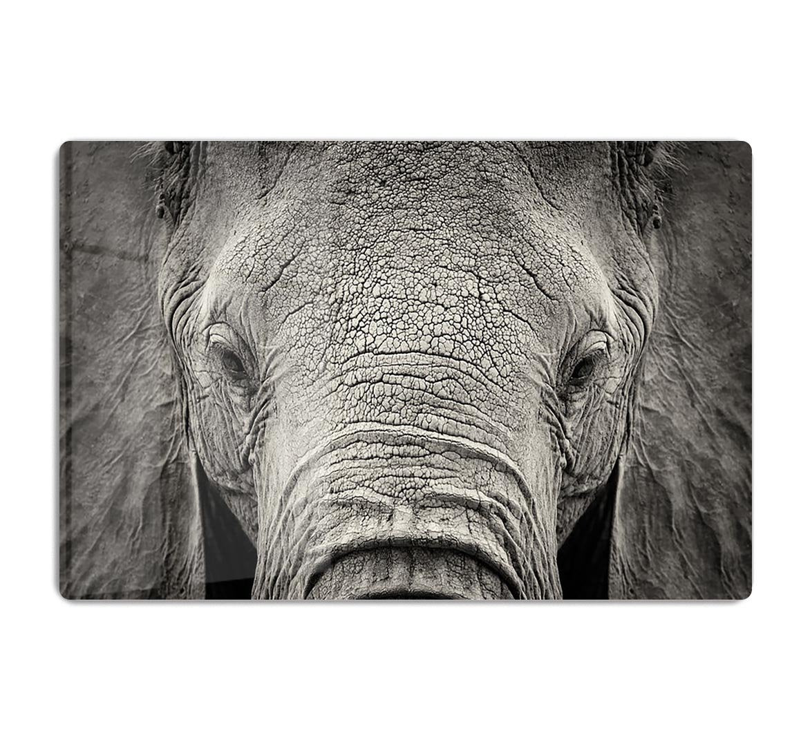 Close-up of African Elephant HD Metal Print - Canvas Art Rocks - 1