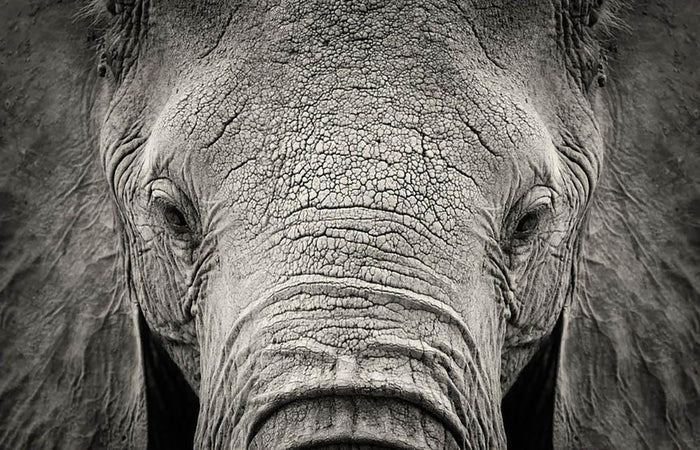 Close-up of African Elephant Wall Mural Wallpaper