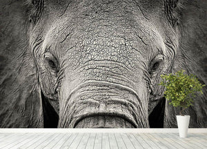 Close-up of African Elephant Wall Mural Wallpaper - Canvas Art Rocks - 4