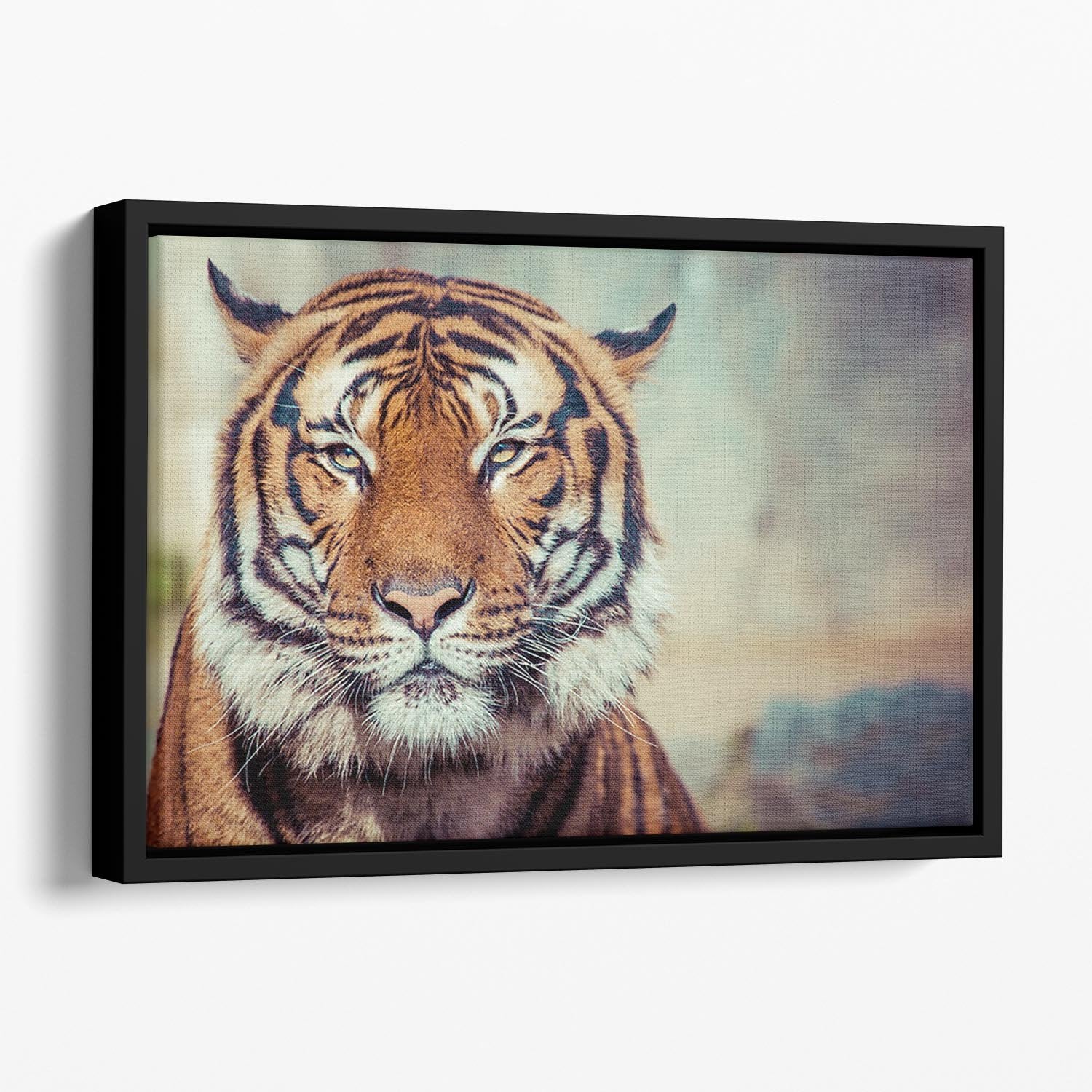 Close-up of a Tigers face Floating Framed Canvas - Canvas Art Rocks - 1