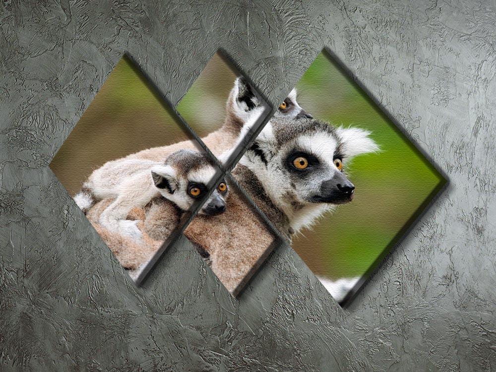 Close-up of a ring-tailed lemur 4 Square Multi Panel Canvas - Canvas Art Rocks - 2