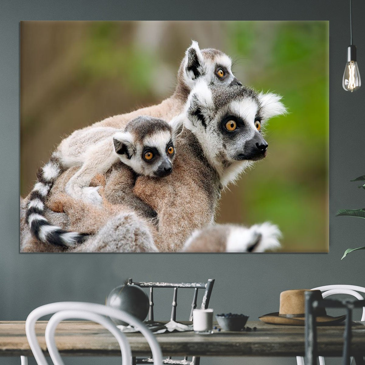 Close-up of a ring-tailed lemur Canvas Print or Poster