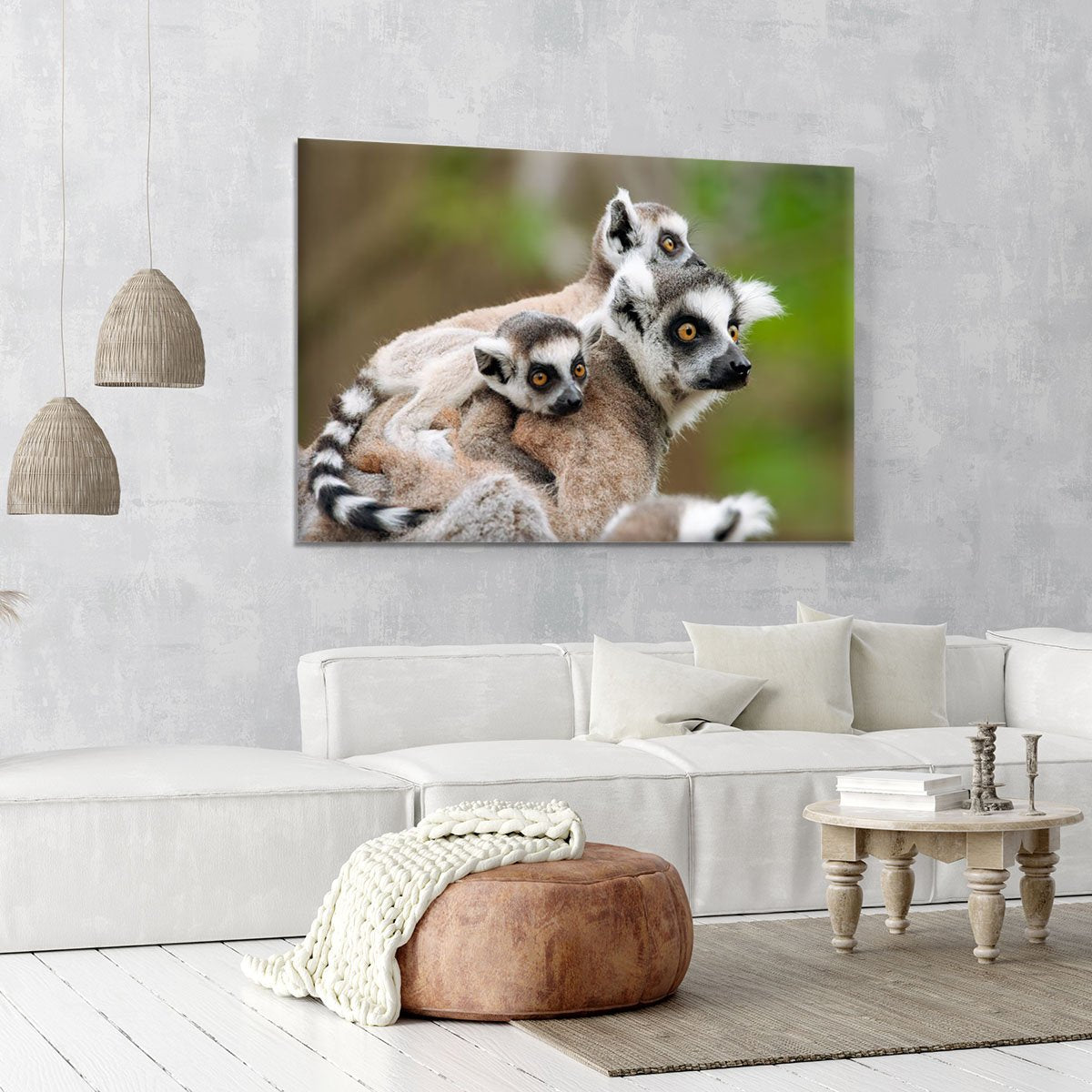 Close-up of a ring-tailed lemur Canvas Print or Poster