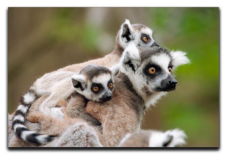Close-up of a ring-tailed lemur Canvas Print or Poster - Canvas Art Rocks - 1