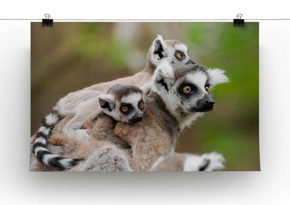 Close-up of a ring-tailed lemur Canvas Print or Poster - Canvas Art Rocks - 2