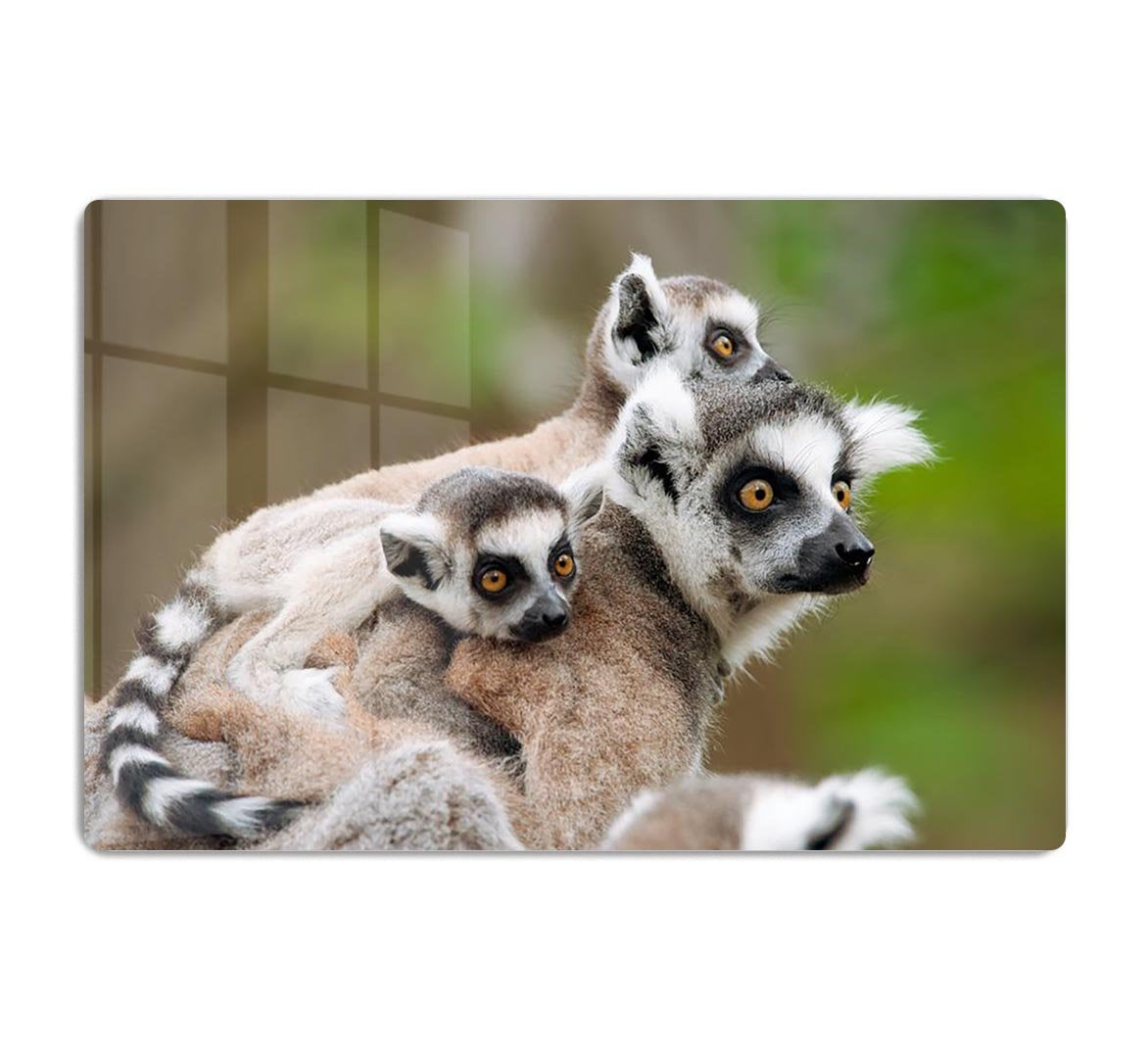 Close-up of a ring-tailed lemur HD Metal Print - Canvas Art Rocks - 1
