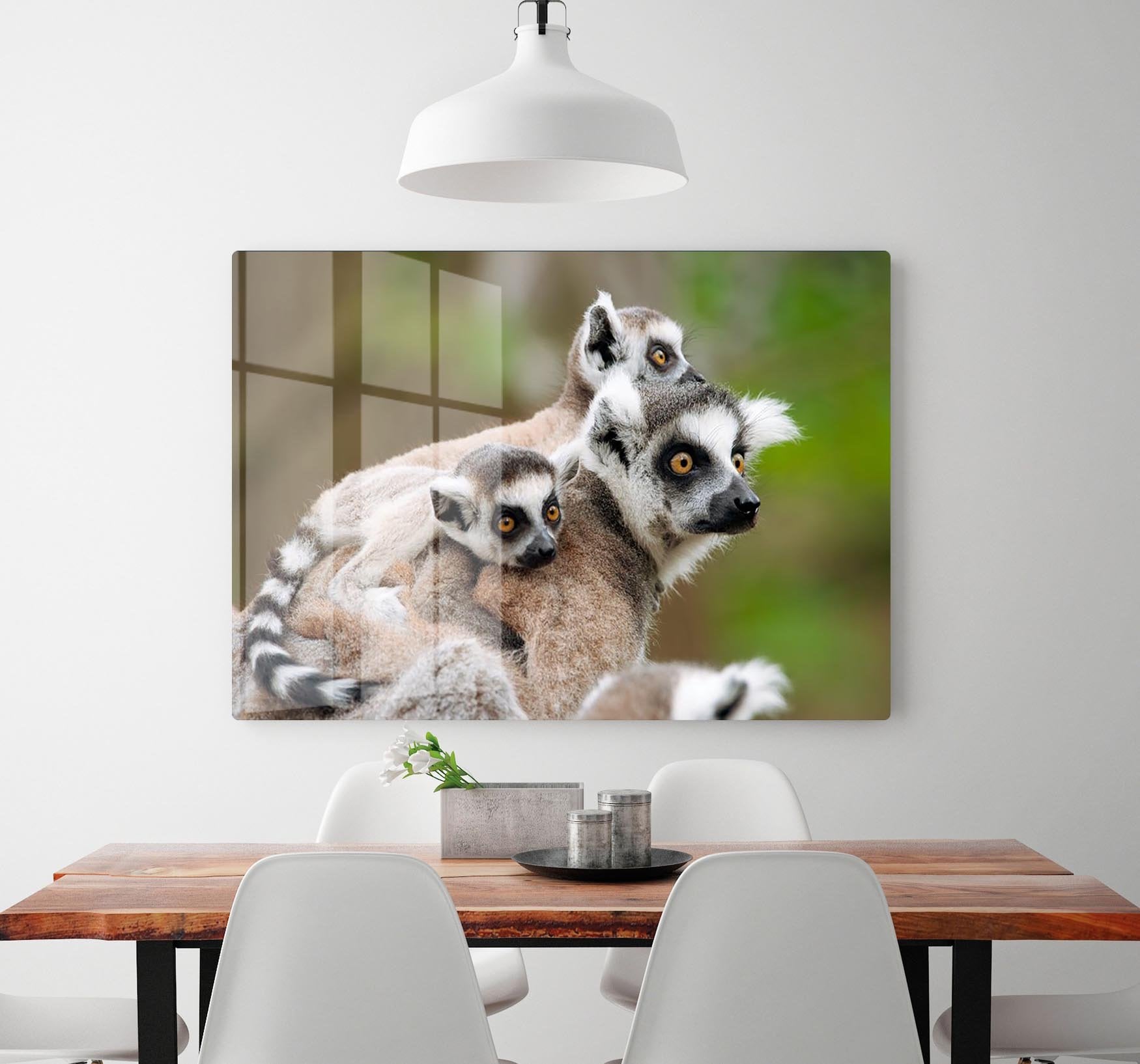 Close-up of a ring-tailed lemur HD Metal Print - Canvas Art Rocks - 2