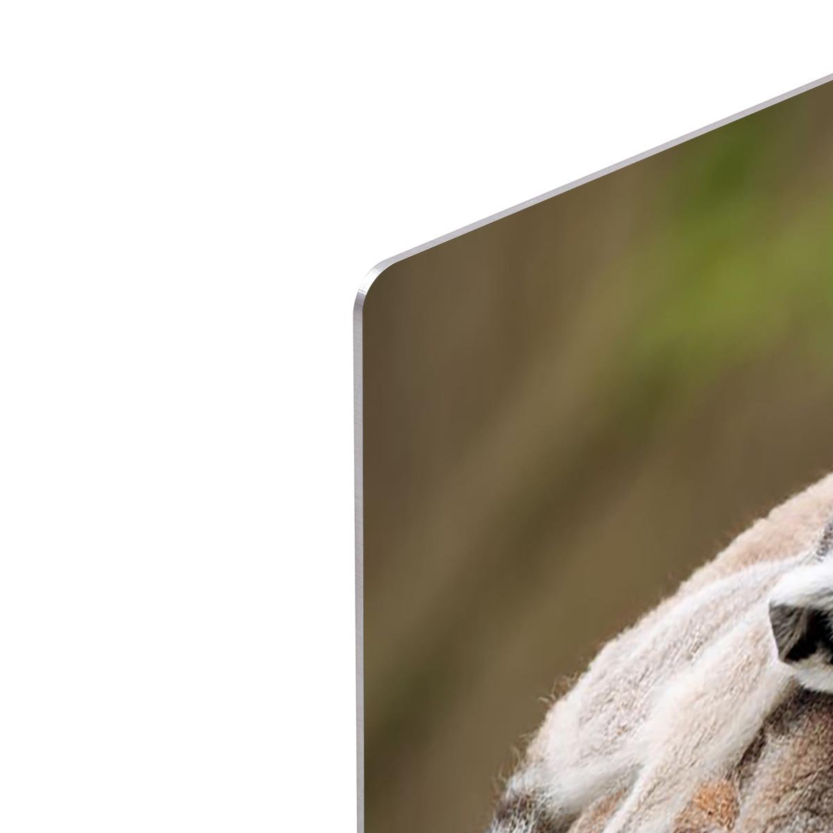 Close-up of a ring-tailed lemur HD Metal Print - Canvas Art Rocks - 4