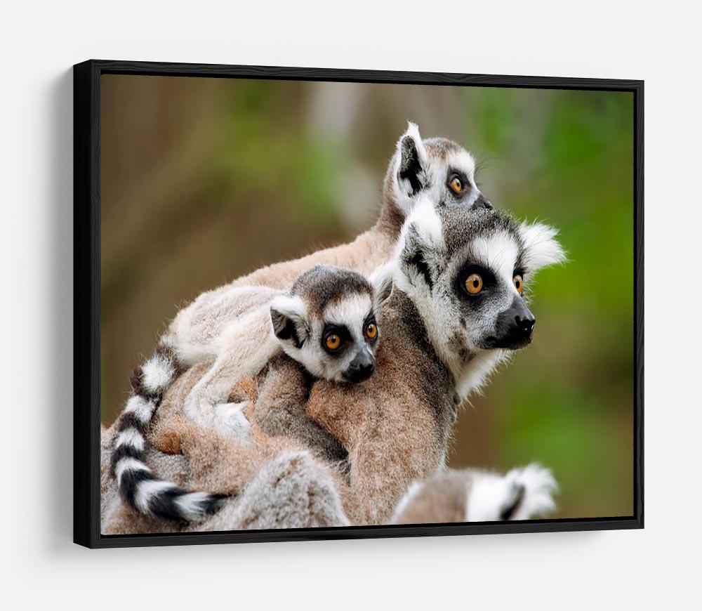 Close-up of a ring-tailed lemur HD Metal Print - Canvas Art Rocks - 6