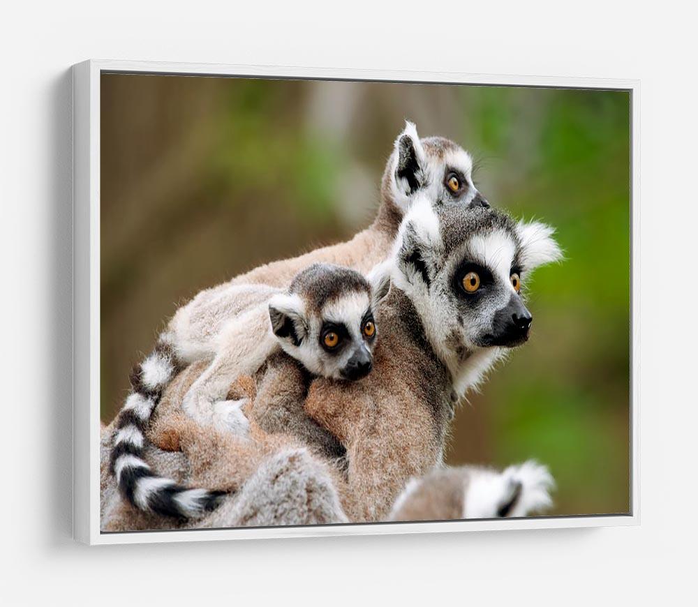 Close-up of a ring-tailed lemur HD Metal Print - Canvas Art Rocks - 7