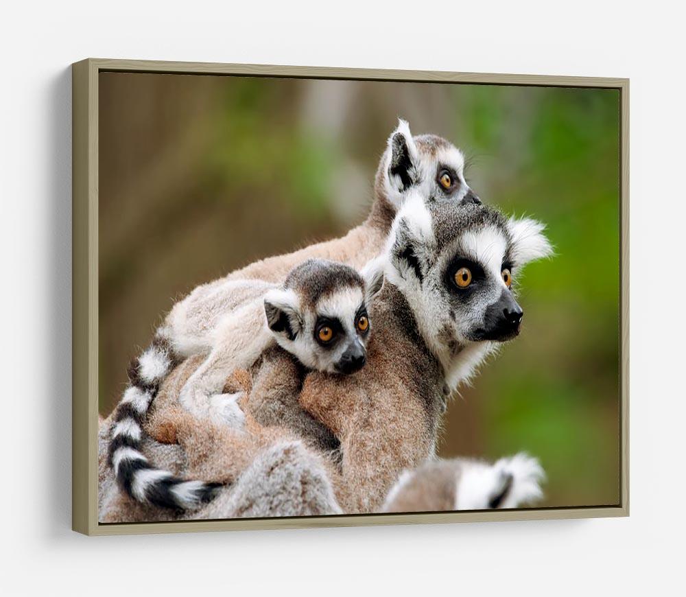 Close-up of a ring-tailed lemur HD Metal Print - Canvas Art Rocks - 8