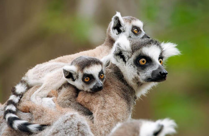 Close-up of a ring-tailed lemur Wall Mural Wallpaper
