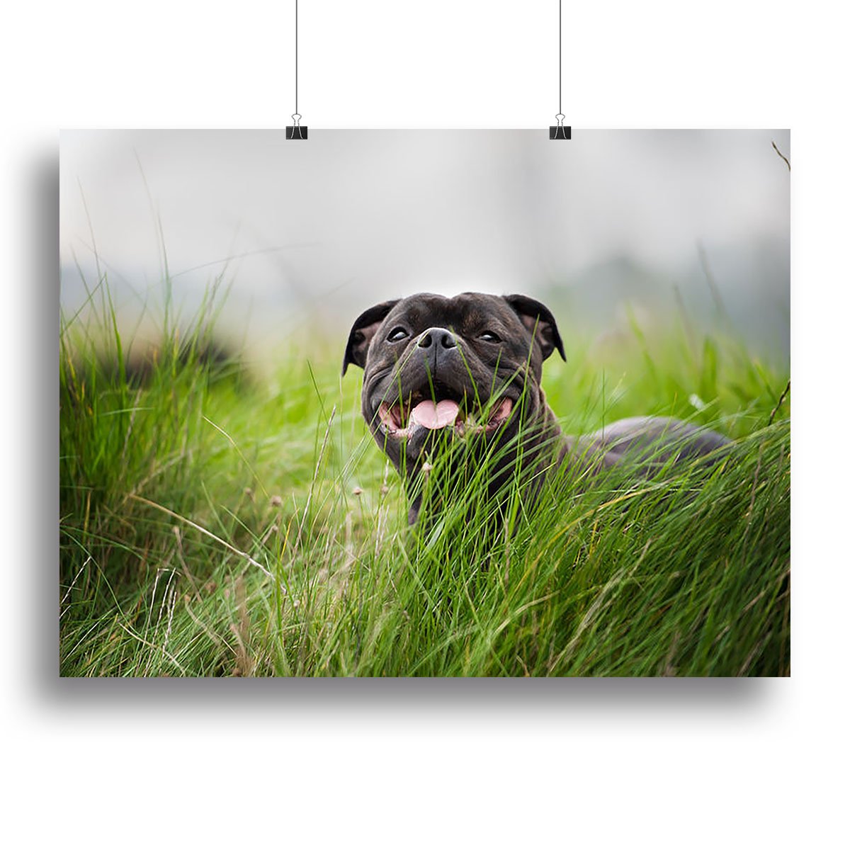 Close-up portrait of black staffordshire bull terrier Canvas Print or Poster