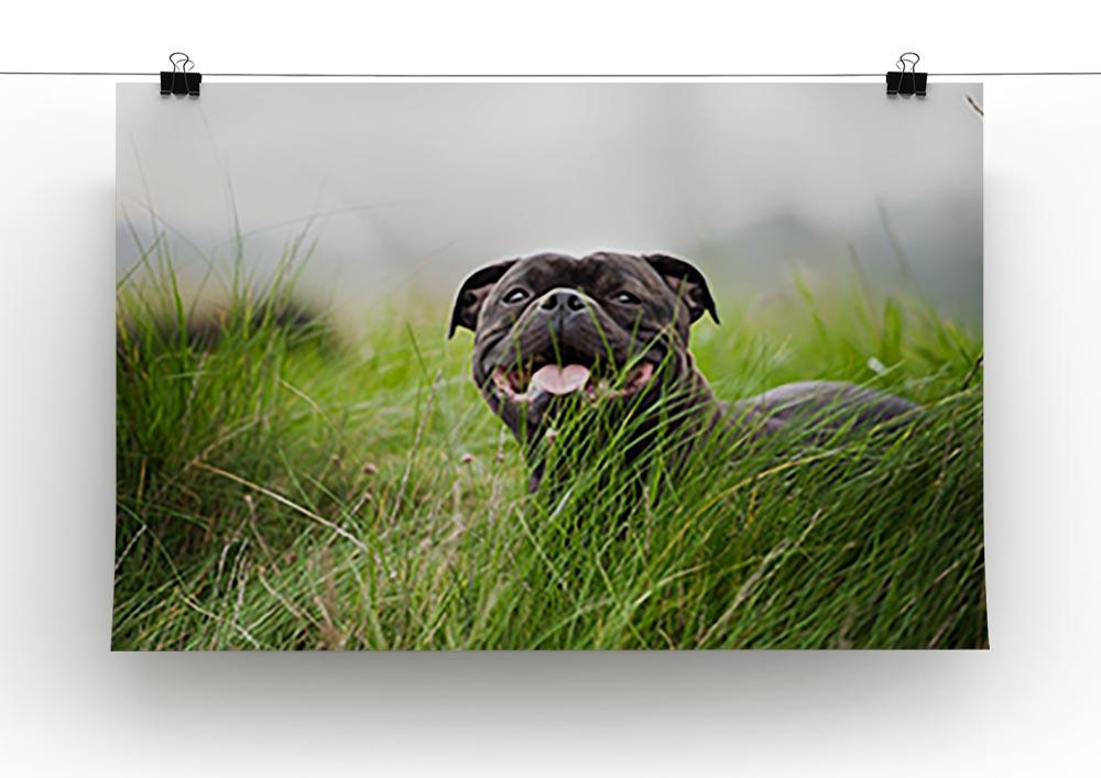 Close-up portrait of black staffordshire bull terrier Canvas Print or Poster - Canvas Art Rocks - 2
