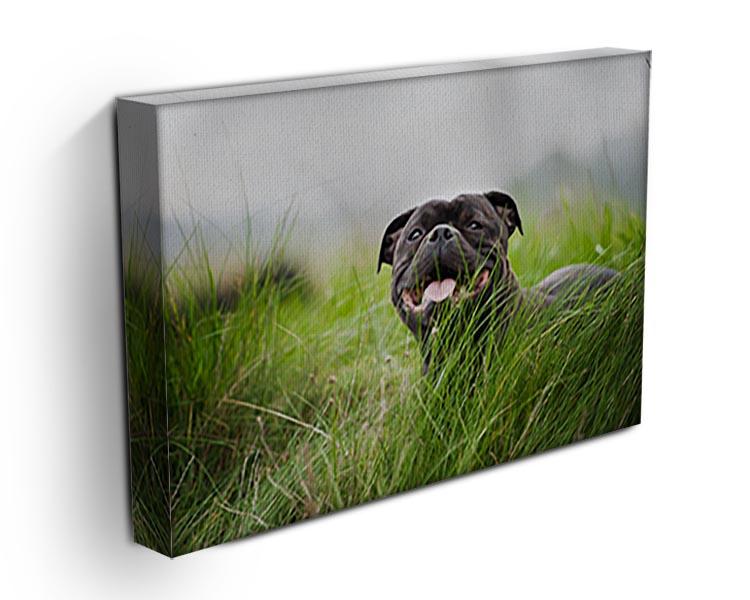 Close-up portrait of black staffordshire bull terrier Canvas Print or Poster - Canvas Art Rocks - 3