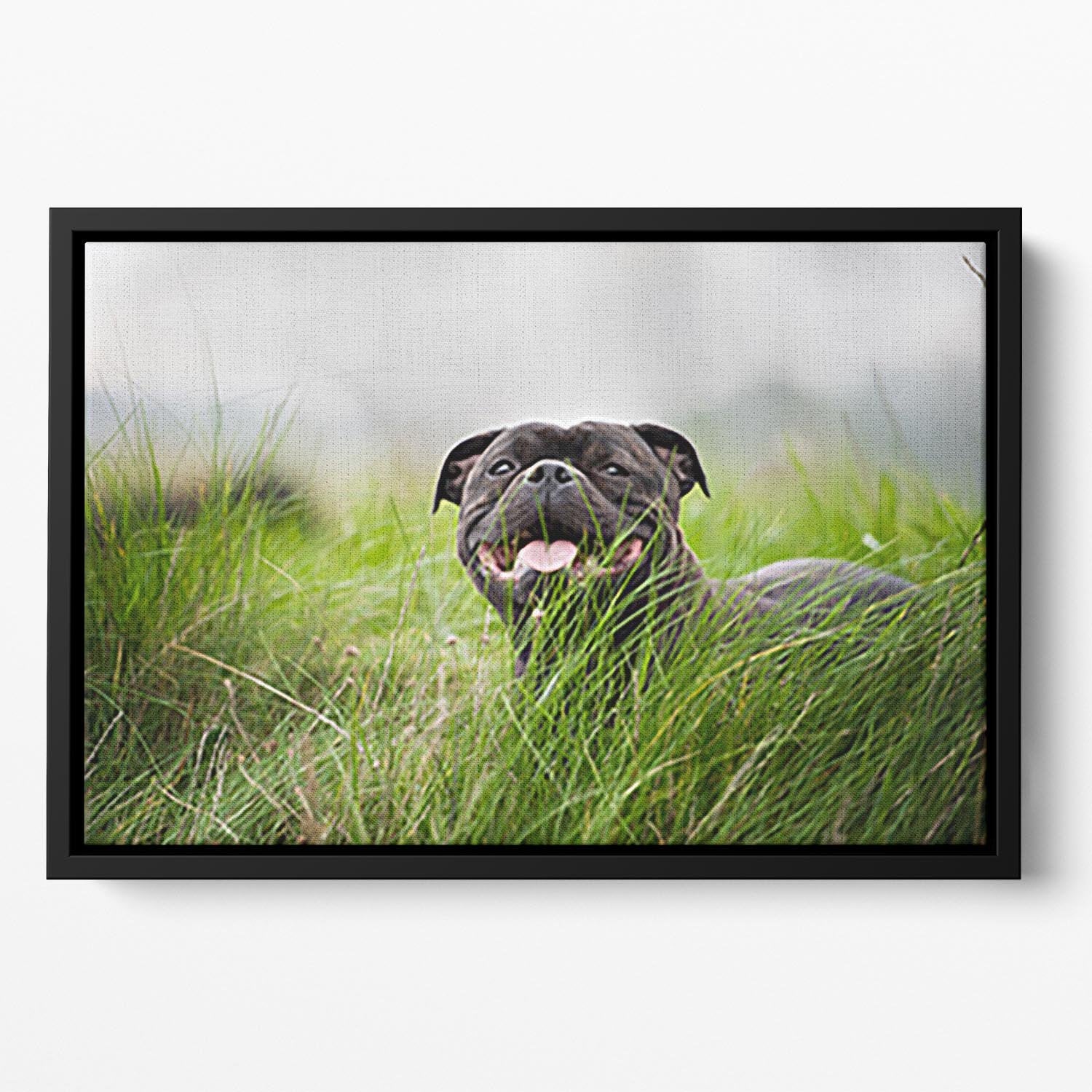 Close-up portrait of black staffordshire bull terrier Floating Framed Canvas - Canvas Art Rocks - 2