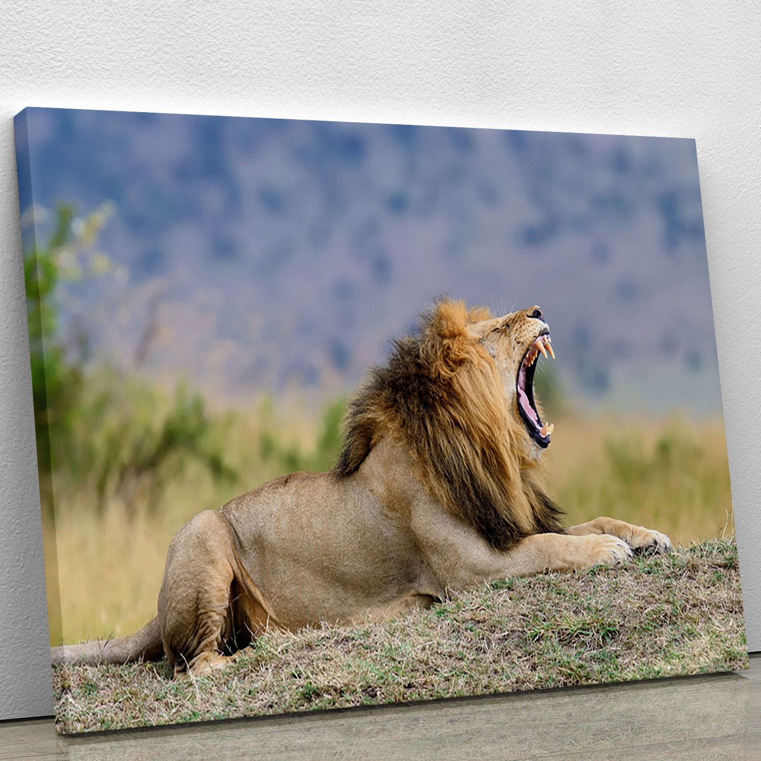 Close lion in National park of Kenya Canvas Print or Poster