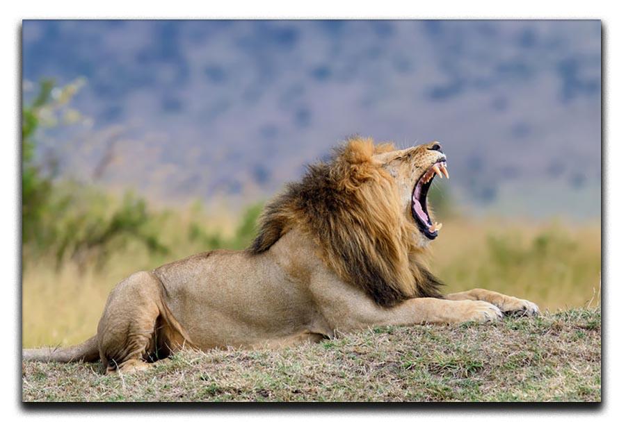 Close lion in National park of Kenya Canvas Print or Poster - Canvas Art Rocks - 1