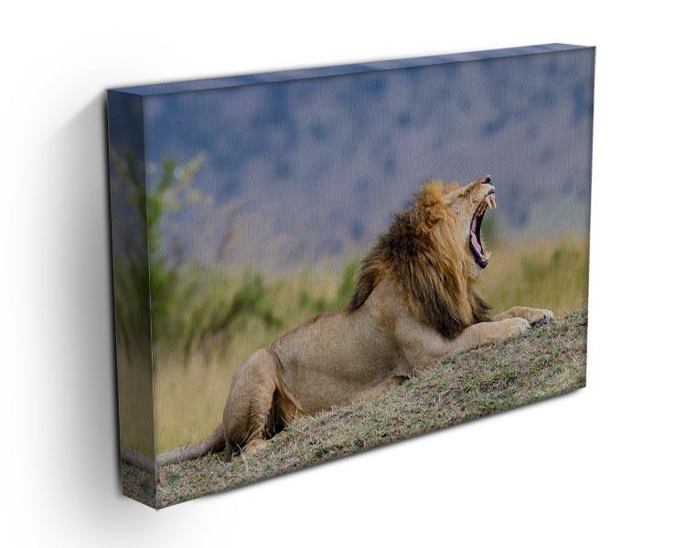 Close lion in National park of Kenya Canvas Print or Poster - Canvas Art Rocks - 3
