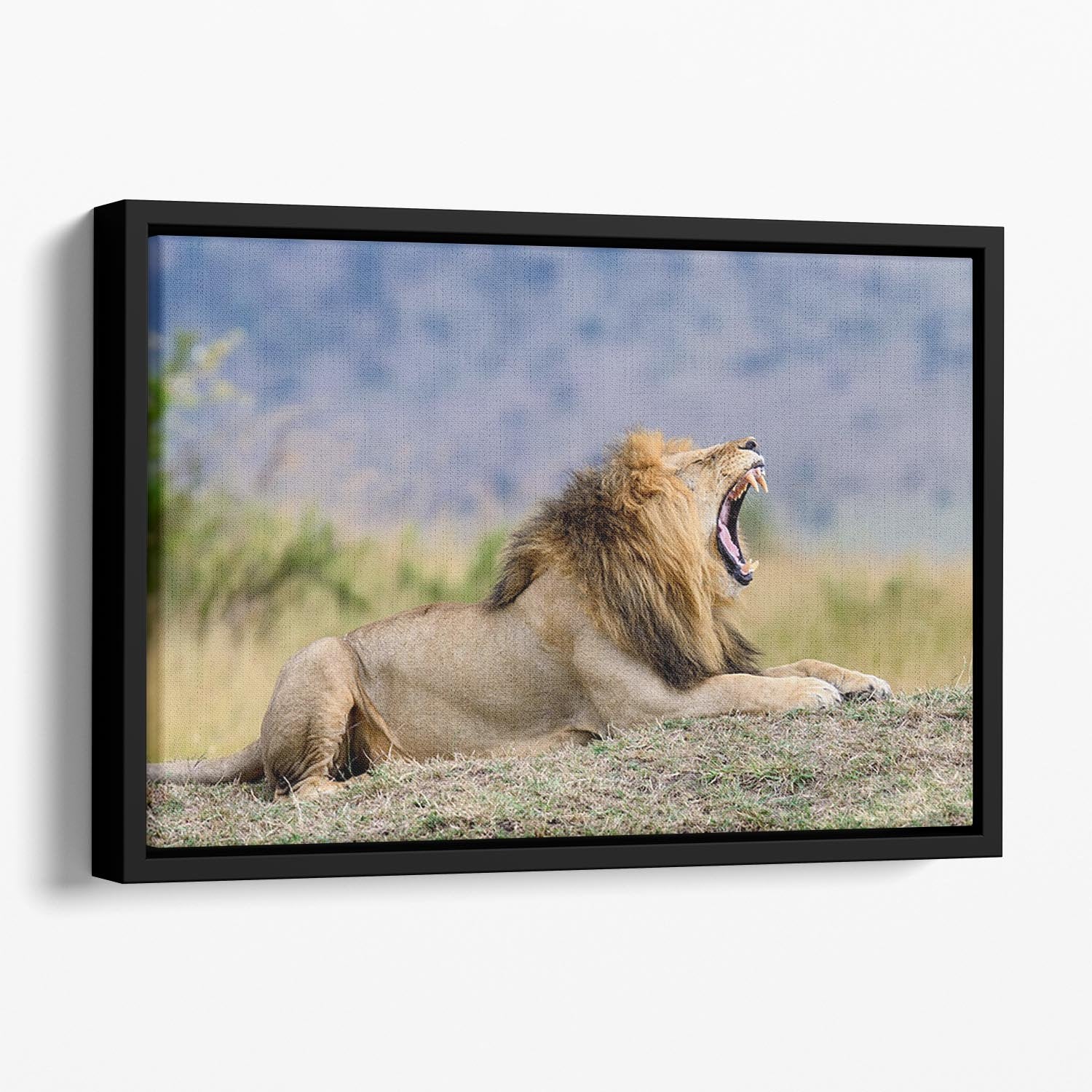 Close lion in National park of Kenya Floating Framed Canvas - Canvas Art Rocks - 1