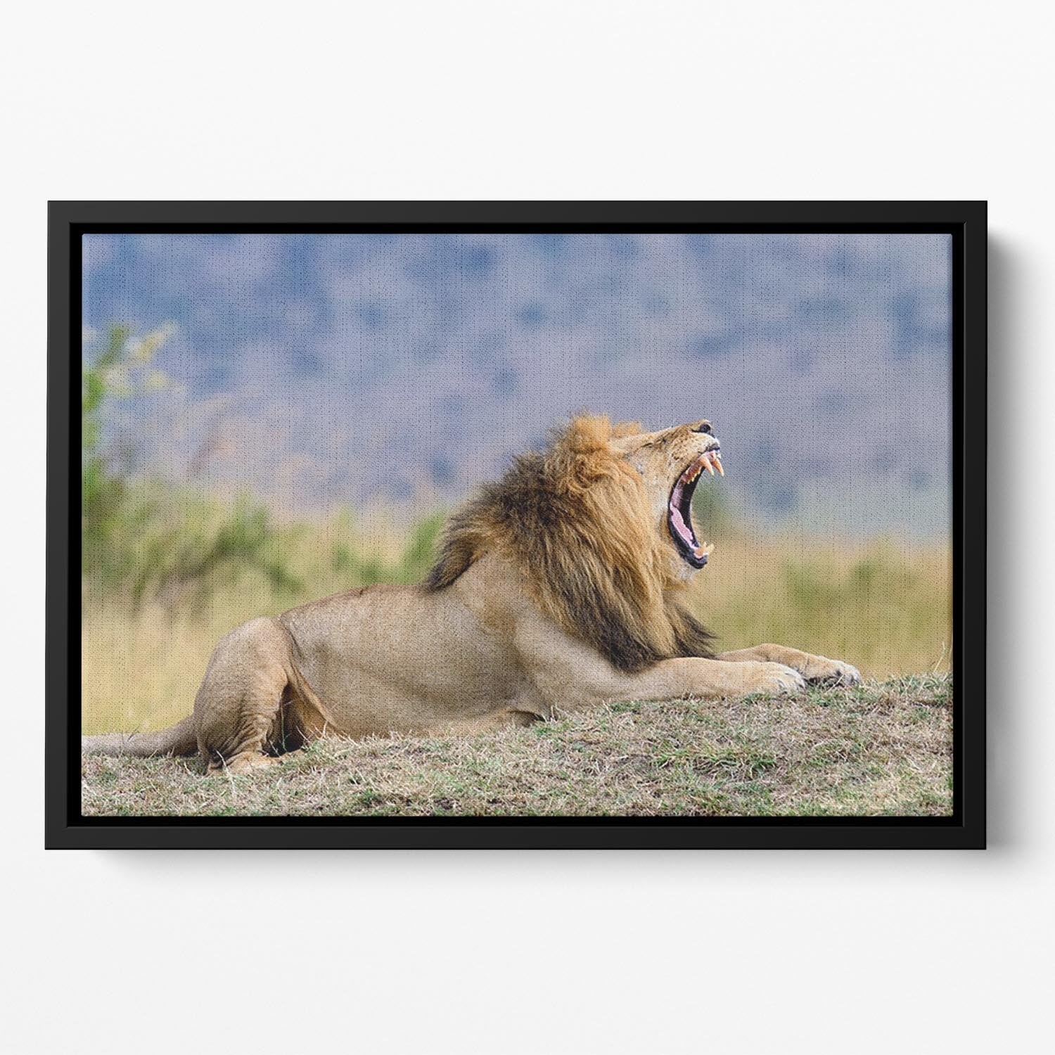 Close lion in National park of Kenya Floating Framed Canvas - Canvas Art Rocks - 2