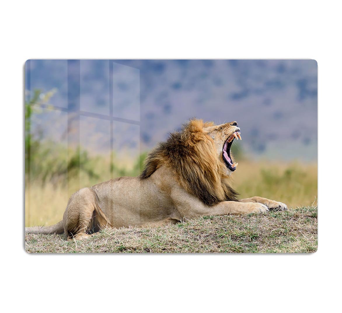 Close lion in National park of Kenya HD Metal Print - Canvas Art Rocks - 1