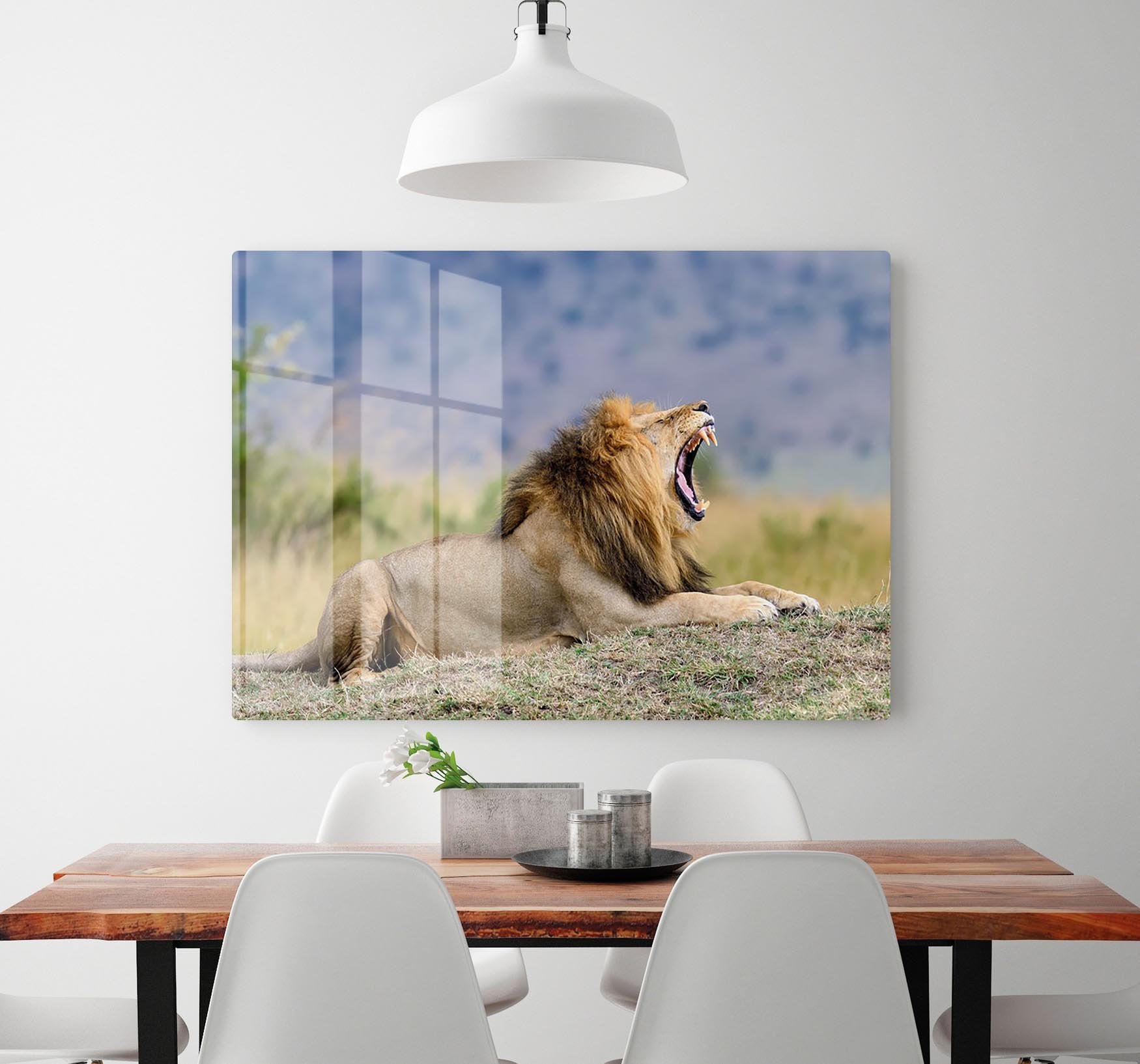 Close lion in National park of Kenya HD Metal Print - Canvas Art Rocks - 2