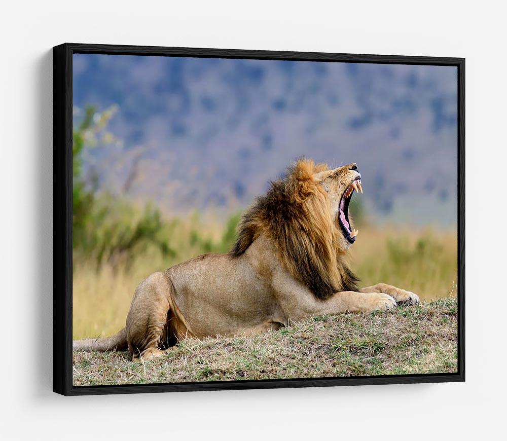 Close lion in National park of Kenya HD Metal Print - Canvas Art Rocks - 6