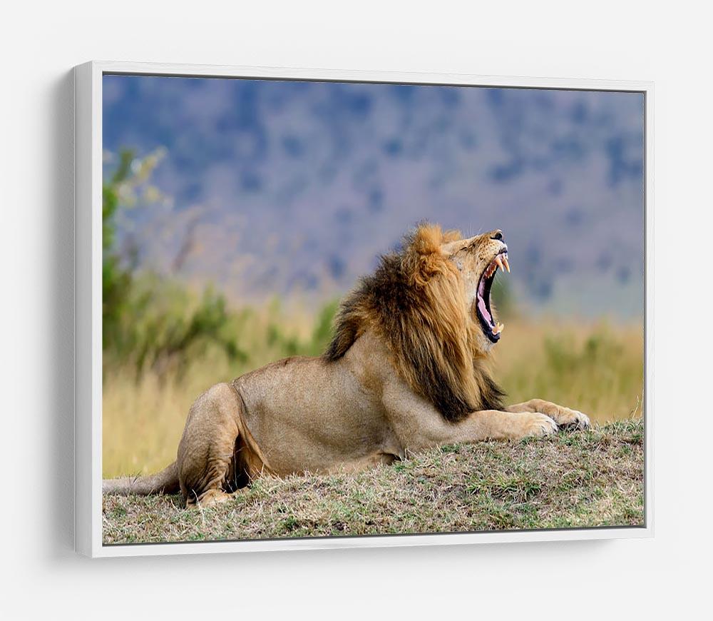 Close lion in National park of Kenya HD Metal Print - Canvas Art Rocks - 7