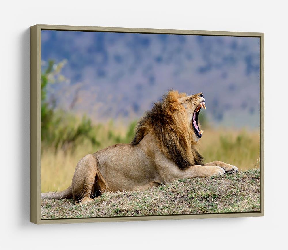 Close lion in National park of Kenya HD Metal Print - Canvas Art Rocks - 8